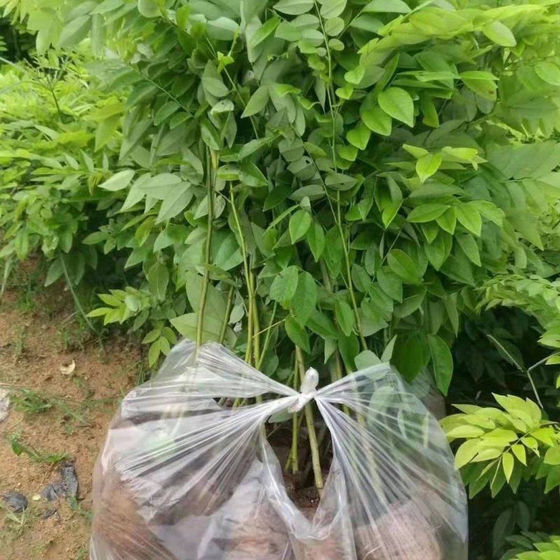 黄花梨