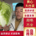 山东临沂，黄心大白菜规格9成心质量保证，规格齐全