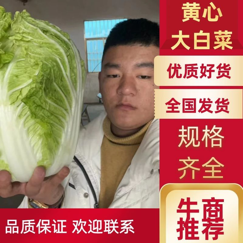 山东临沂，黄心大白菜规格9成心质量保证，规格齐全