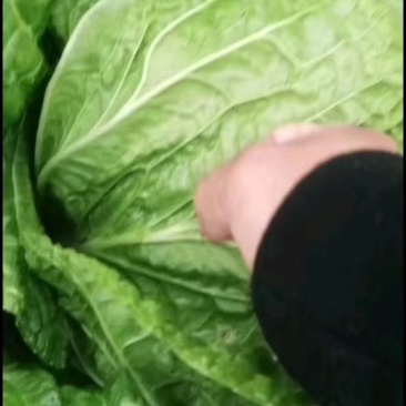 夏邑白菜-黄心白菜大量供货一手货源价格便宜欢迎咨询