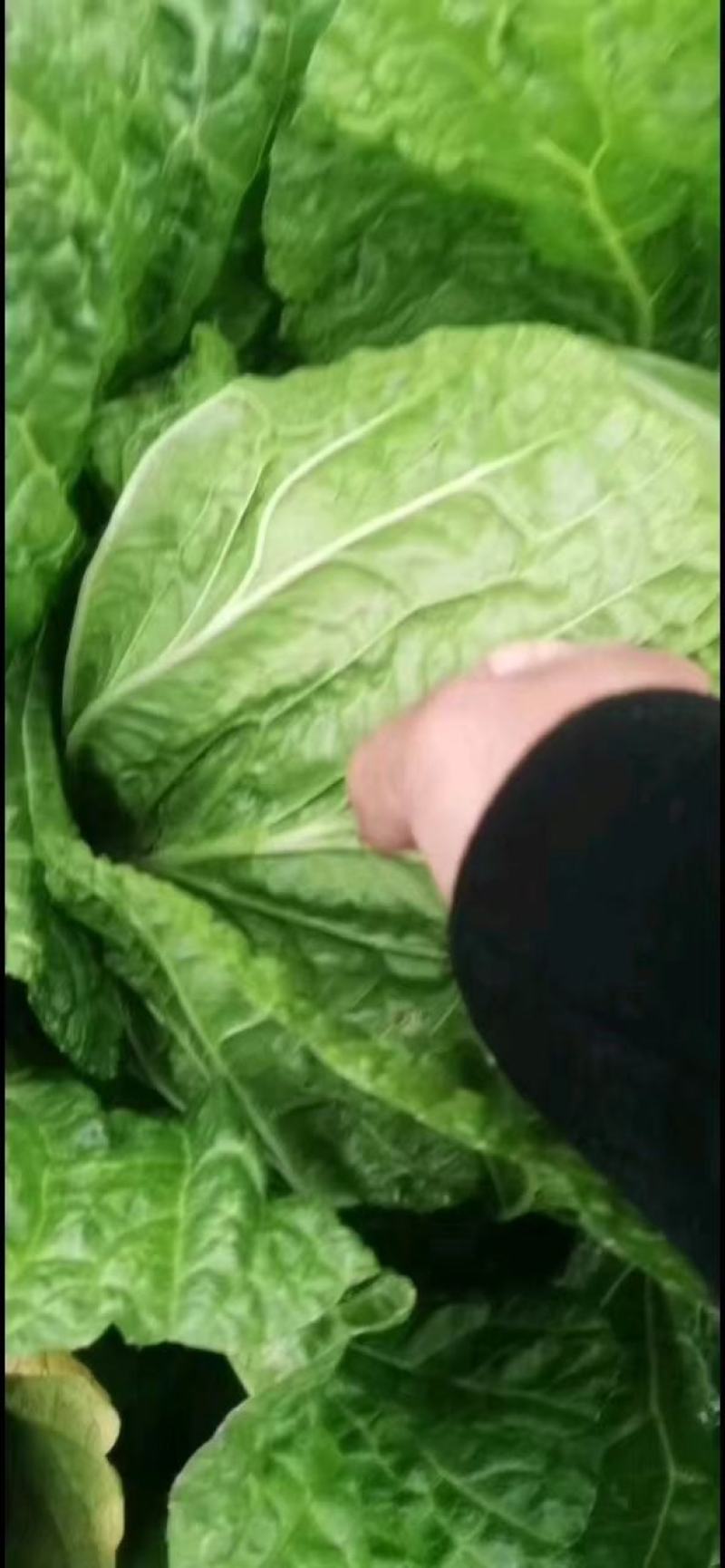 夏邑白菜-黄心白菜大量供货一手货源价格便宜欢迎咨询