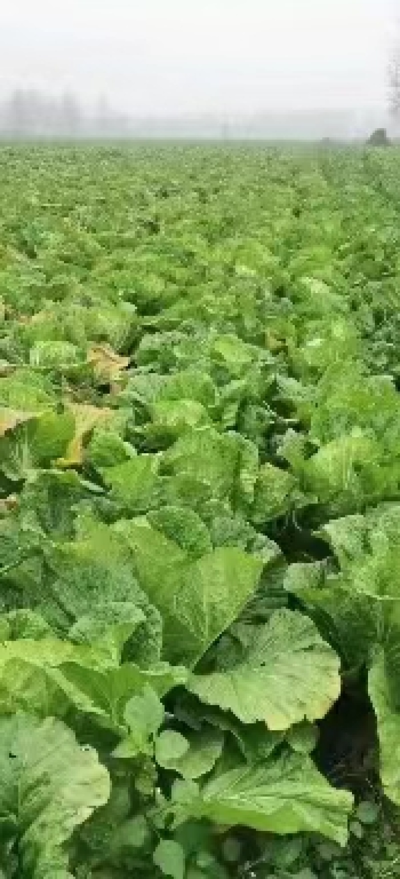 夏邑白菜-黄心白菜大量供货一手货源价格便宜欢迎咨询