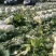 夏邑白菜-黄心白菜大量供货一手货源价格便宜欢迎咨询