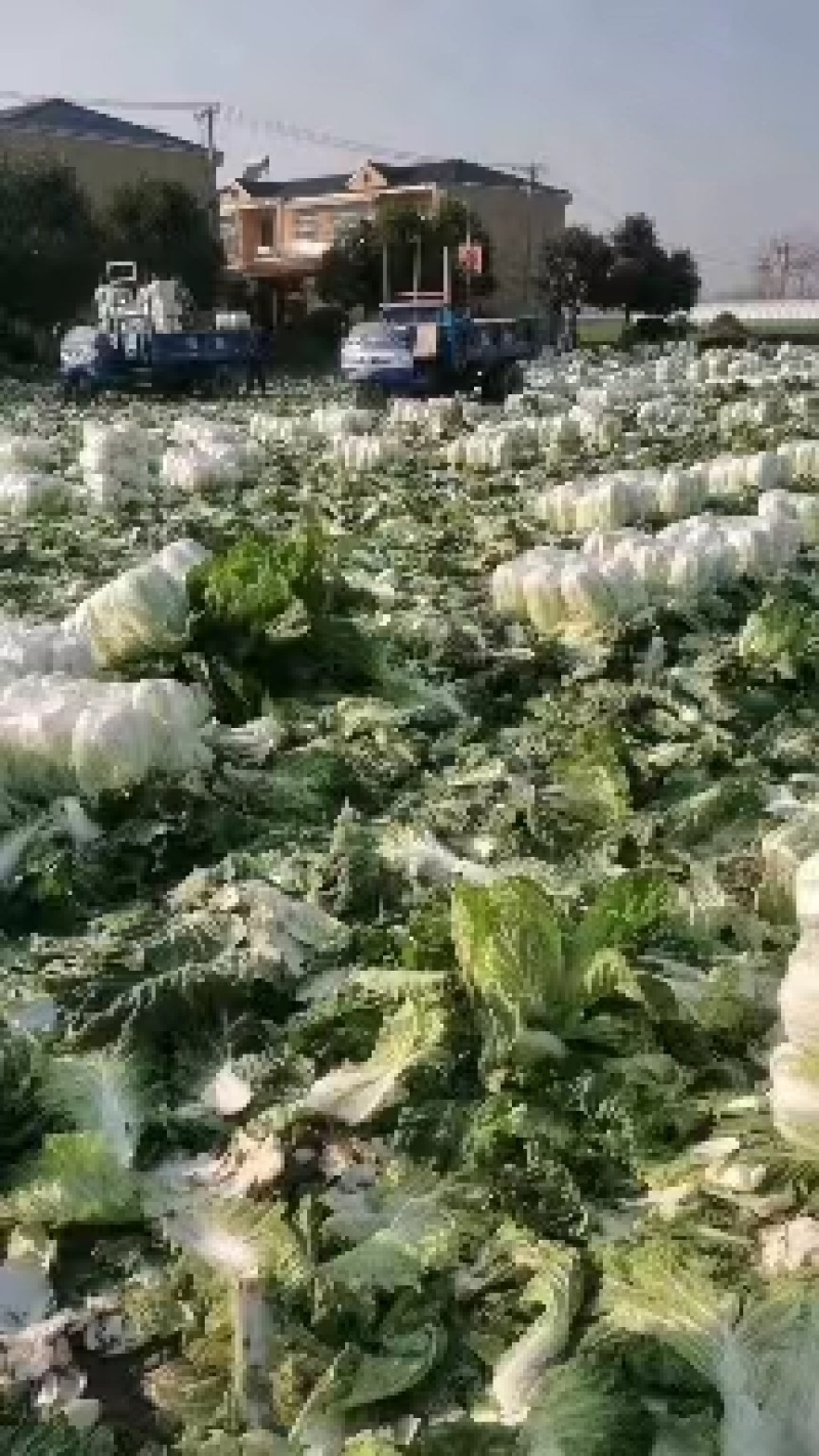 夏邑白菜-黄心白菜大量供货一手货源价格便宜欢迎咨询