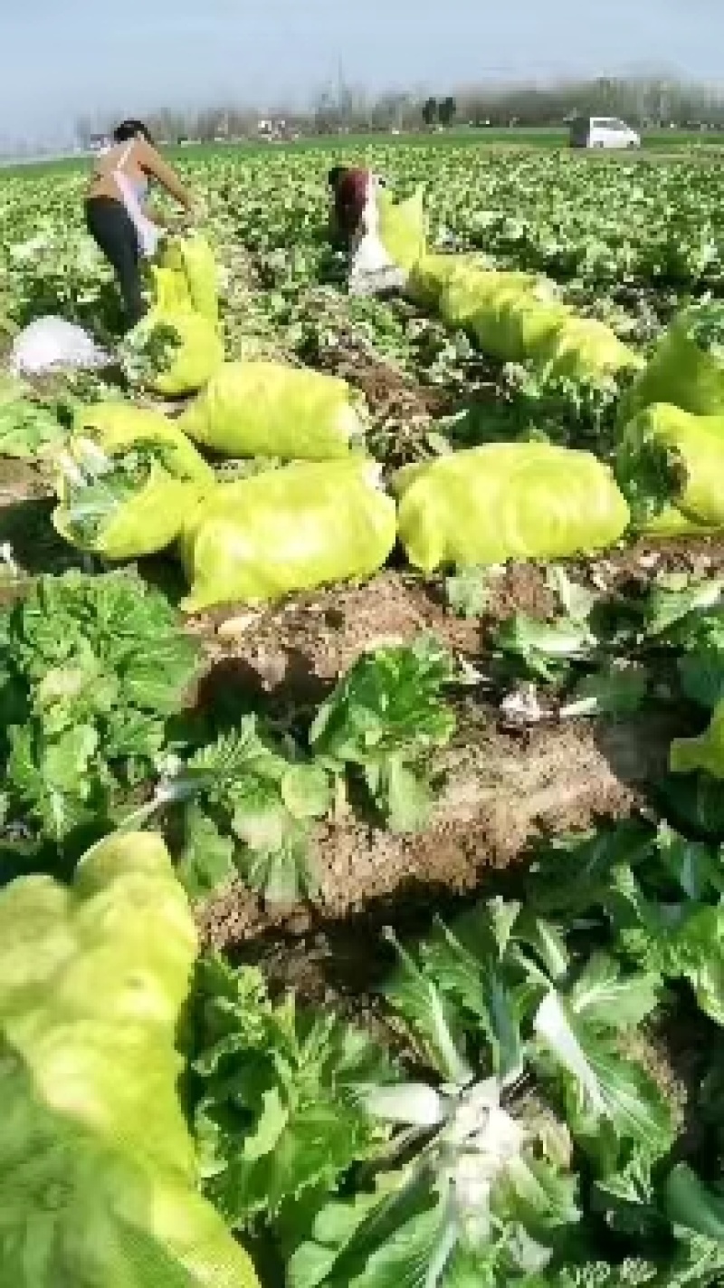 夏邑白菜-黄心白菜大量供货一手货源价格便宜欢迎咨询