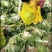 夏邑白菜-黄心白菜大量供货一手货源价格便宜欢迎咨询
