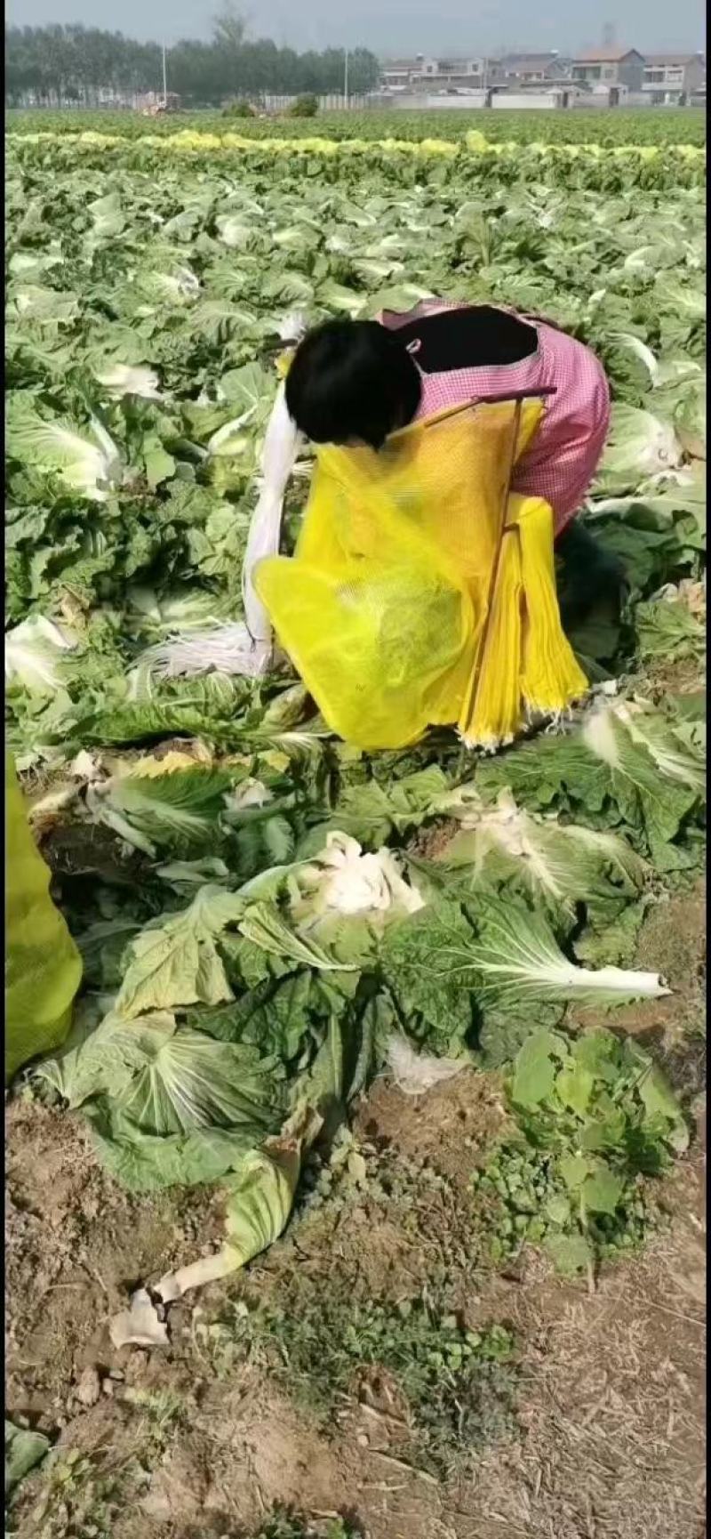 夏邑白菜-黄心白菜大量供货一手货源价格便宜欢迎咨询