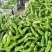 夏邑县鲜辣椒-泡椒大量上市价格优惠欢迎来电采购