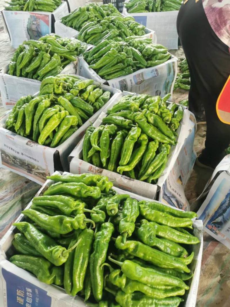 夏邑县鲜辣椒-泡椒大量上市价格优惠欢迎来电采购