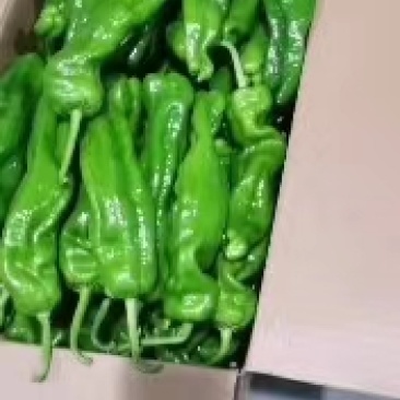 夏邑县鲜辣椒-泡椒大量上市价格优惠欢迎来电采购