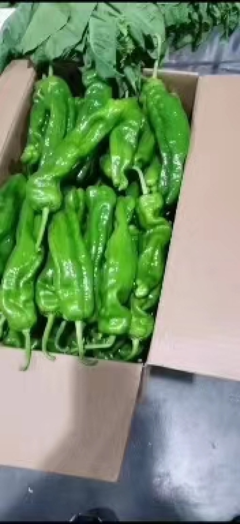 夏邑县鲜辣椒-泡椒大量上市价格优惠欢迎来电采购