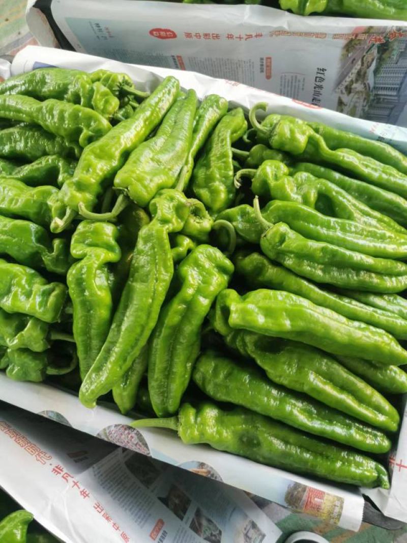夏邑县鲜辣椒-泡椒大量上市价格优惠欢迎来电采购