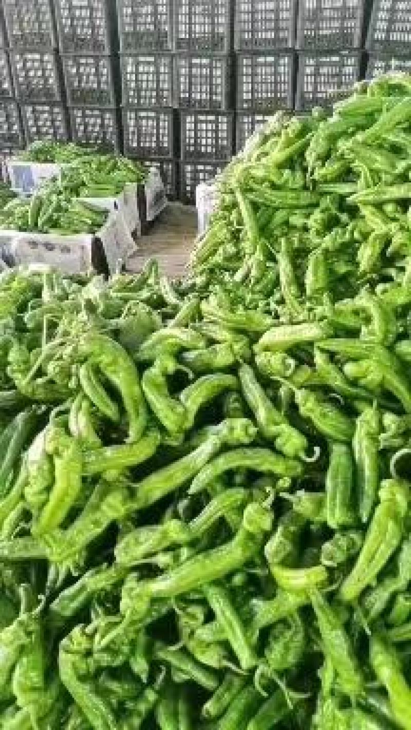 夏邑县鲜辣椒-泡椒大量上市价格优惠欢迎来电采购
