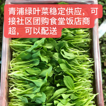 青浦千亩绿叶菜稳定供应品种齐全不限量供应