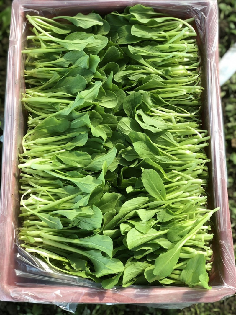 青浦千亩绿叶菜稳定供应品种齐全不限量供应