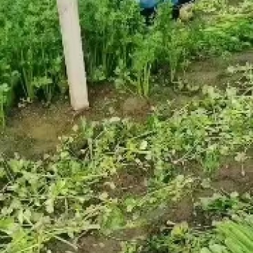 夏邑县芹菜-西芹大量供货一手货源价格便宜欢迎咨询合作
