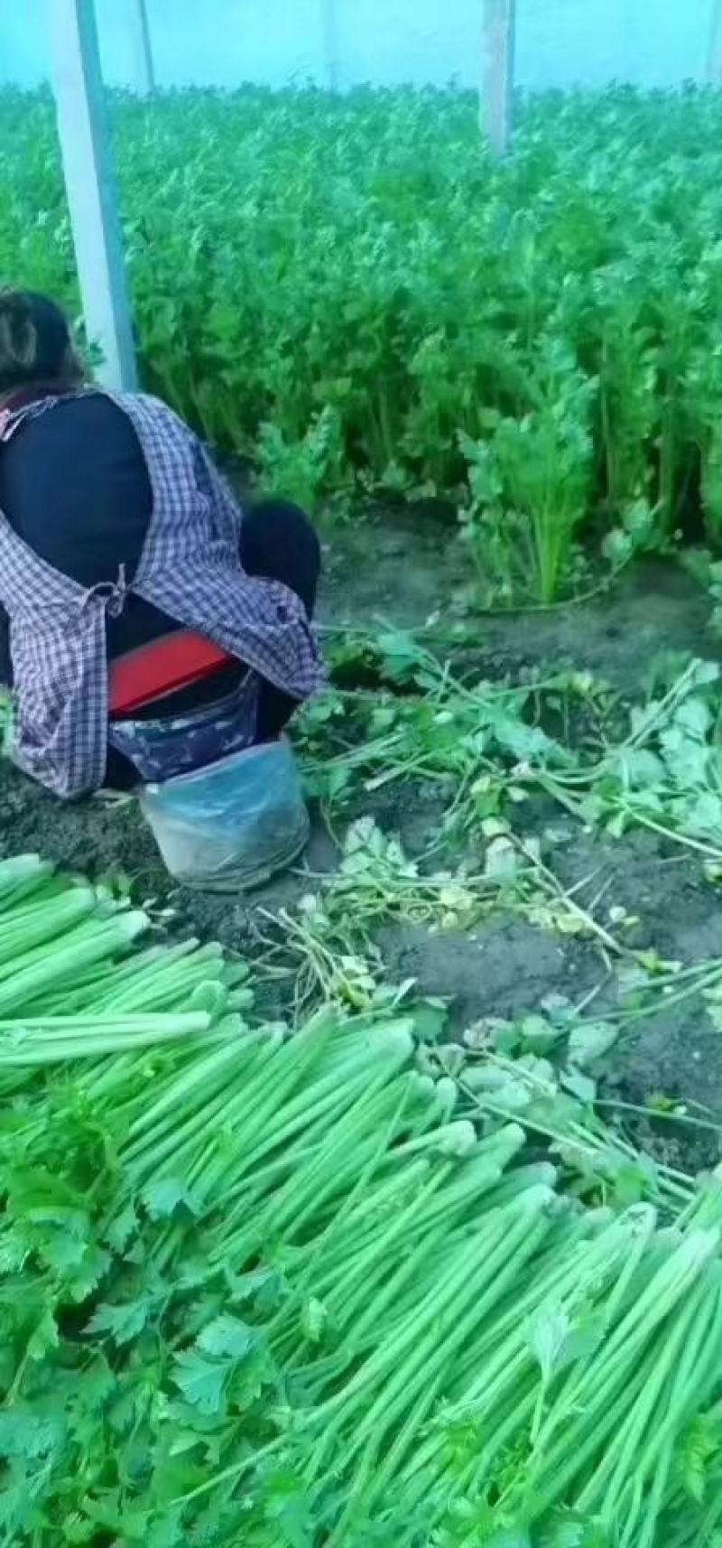 夏邑县芹菜-西芹大量供货一手货源价格便宜欢迎咨询合作