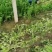 夏邑县芹菜-西芹大量供货一手货源价格便宜欢迎咨询合作