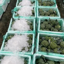 西兰花江苏产地专业团队全国可发