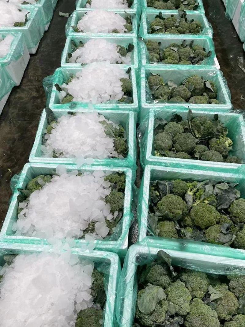 西兰花江苏产地专业团队全国可发