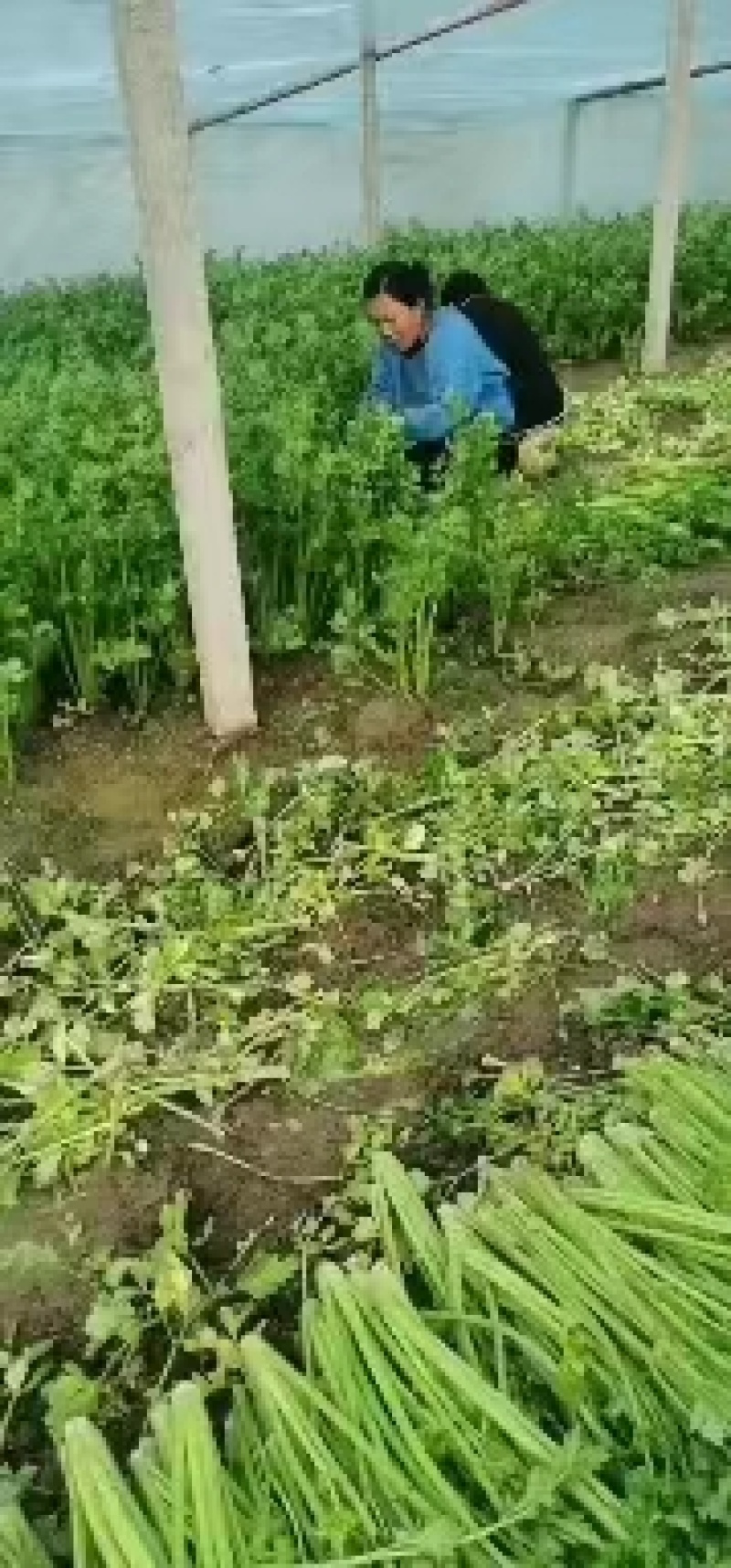 河南商丘精品西芹产地一手货源欢迎来电咨询优惠