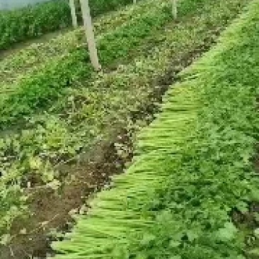 河南商丘精品西芹产地一手货源欢迎来电咨询优惠