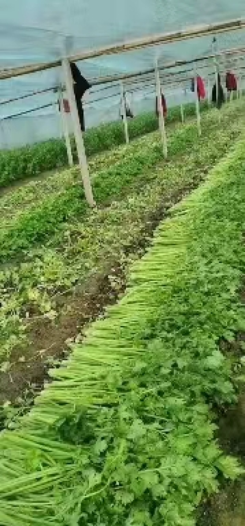 河南商丘精品西芹产地一手货源欢迎来电咨询优惠