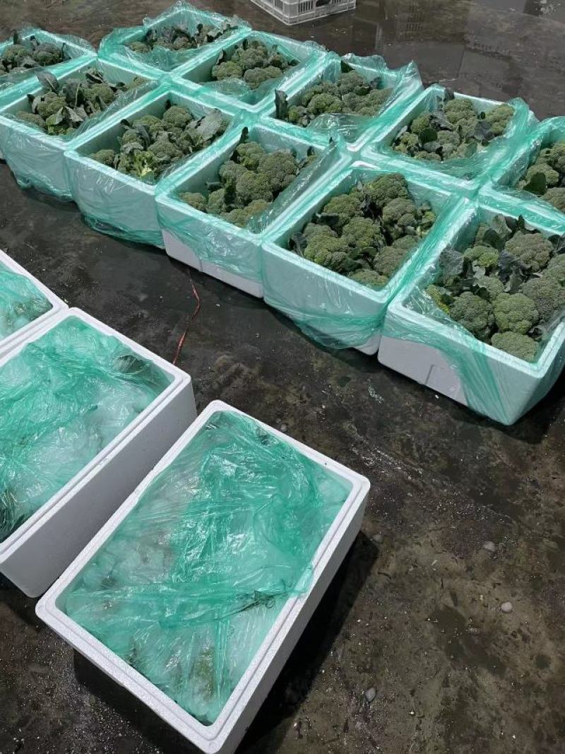 西兰花江苏产地专业团队全国可发