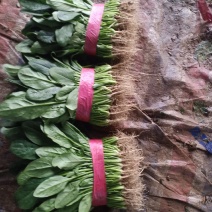 精品菠菜大量上市中，货源充足丶诚信经营丶一手货源