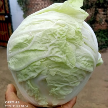 小包头白菜