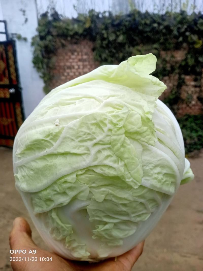 小包头白菜