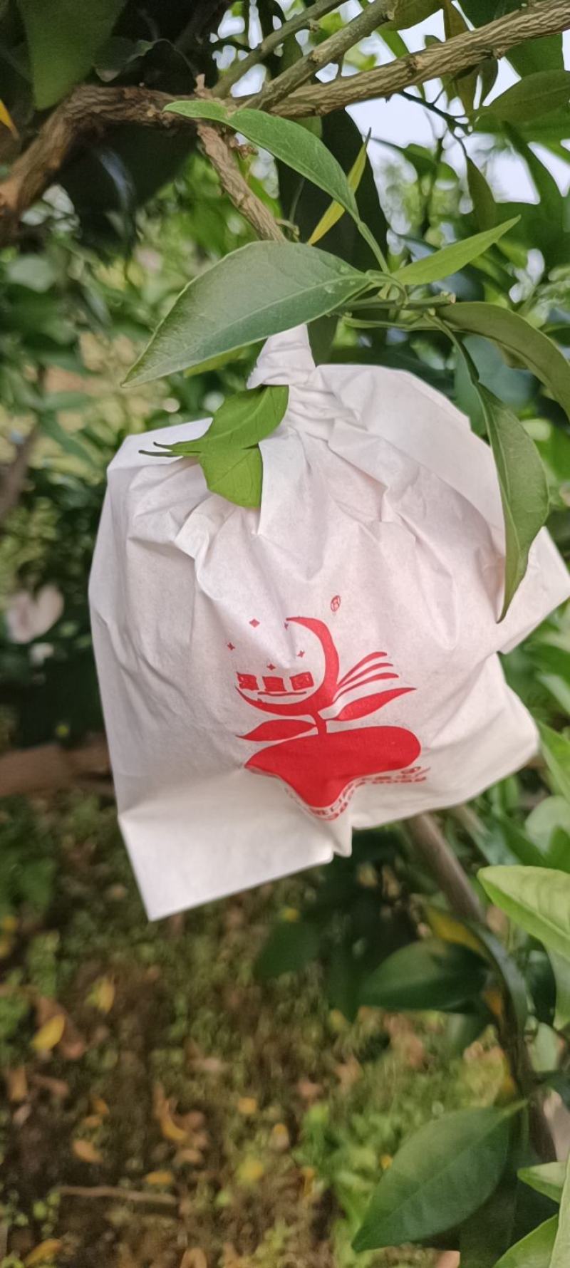 爱媛38号套袋果