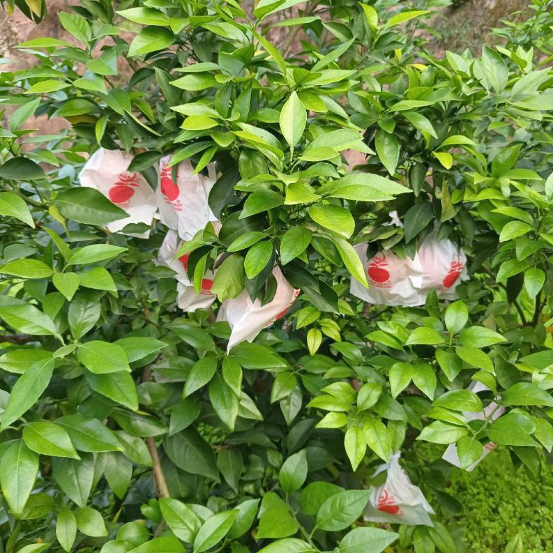 爱媛38号套袋果