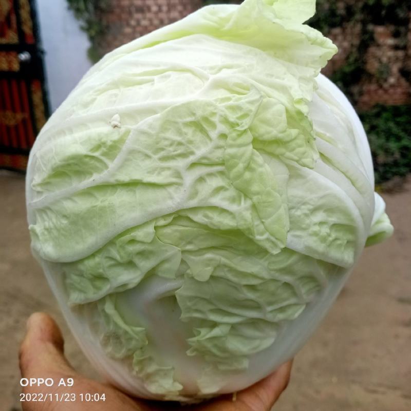 小包头白菜