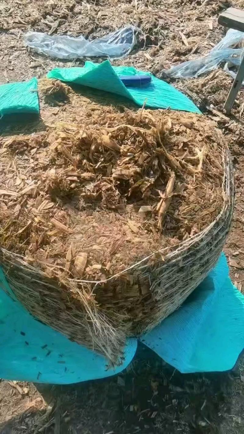 优质青储玉米自产自销质量保证保证无水无霉变欢迎联系