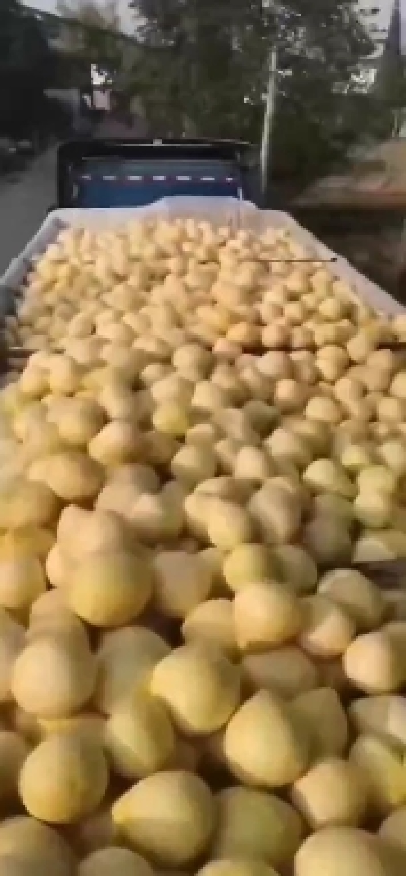 来哦，，柚子哦，，，，，，，，，，，