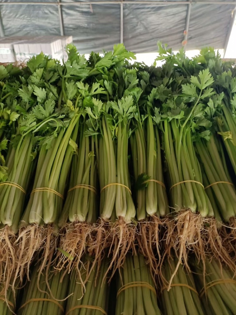 专业蔬菜代办
