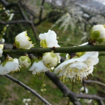 绿色梅花