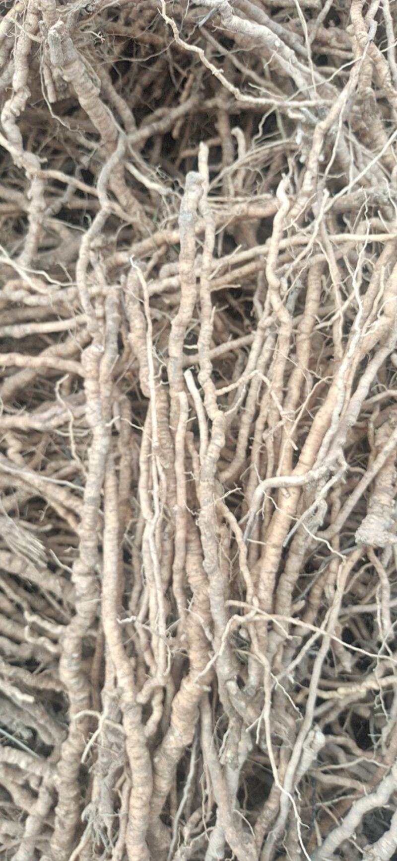 无抽芯去头干货/远志中药远志大量出货