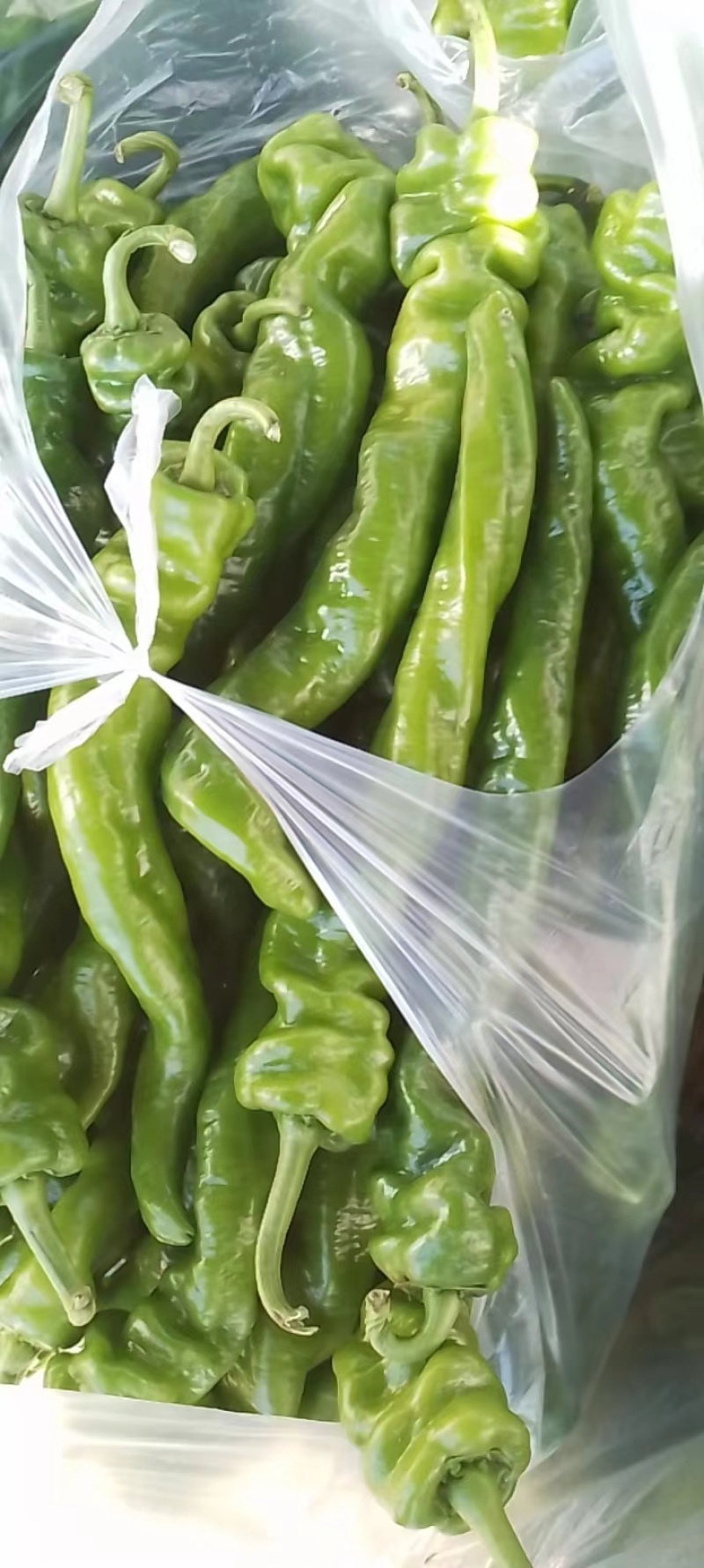 螺丝椒有需要联系