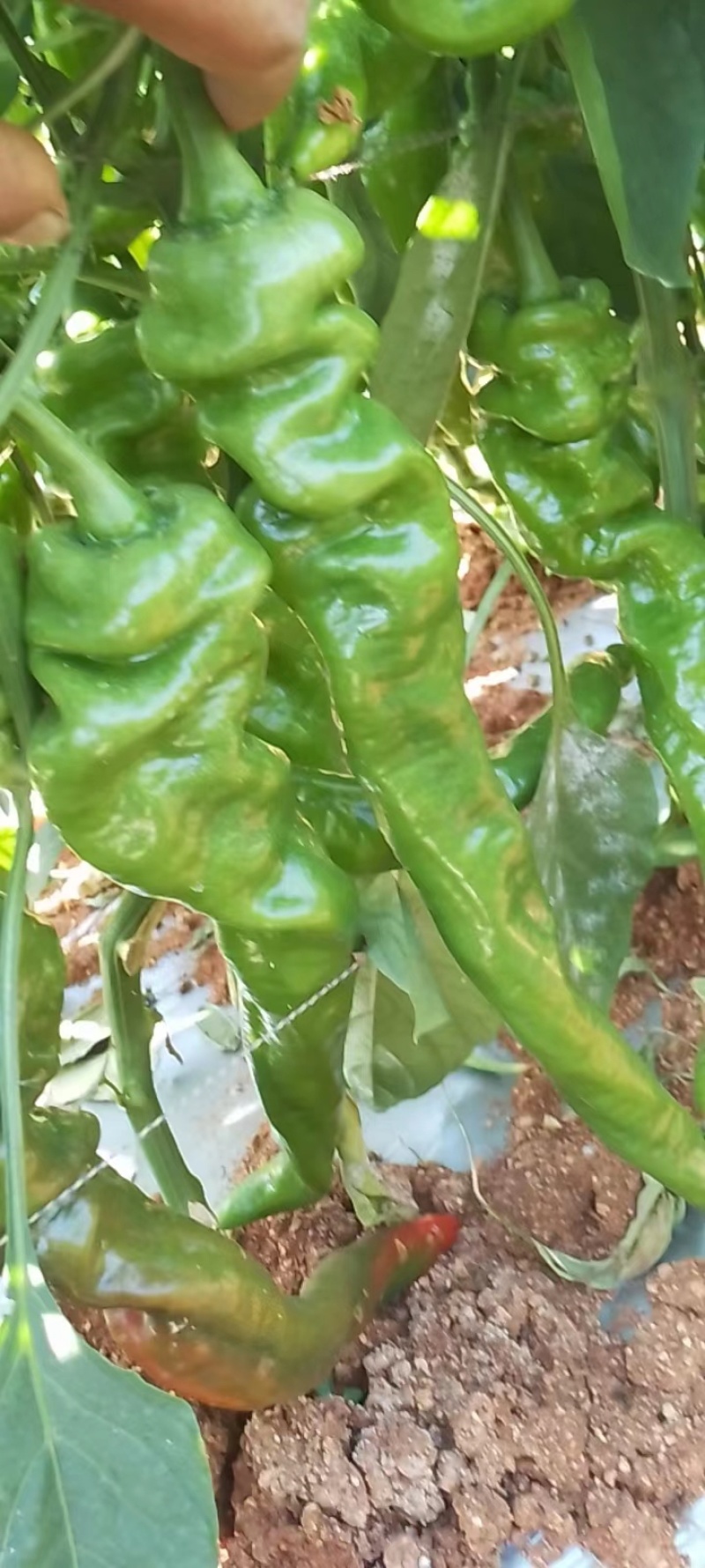 螺丝椒有需要联系
