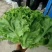 精品生菜色泽翠绿，形状好，单棵重一斤左右，货源充足。