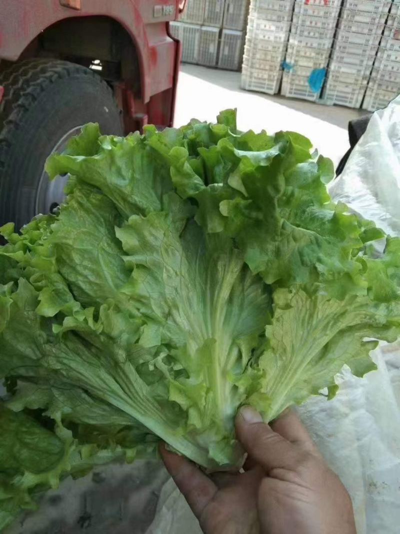 精品生菜色泽翠绿，形状好，单棵重一斤左右，货源充足。