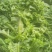 精品生菜色泽翠绿，形状好，单棵重一斤左右，货源充足。