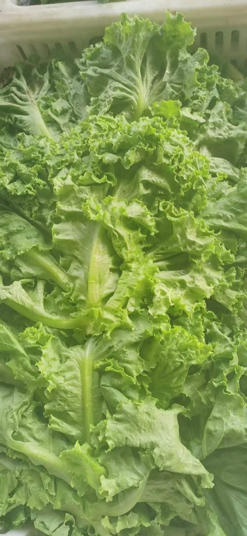 精品生菜色泽翠绿，形状好，单棵重一斤左右，货源充足。