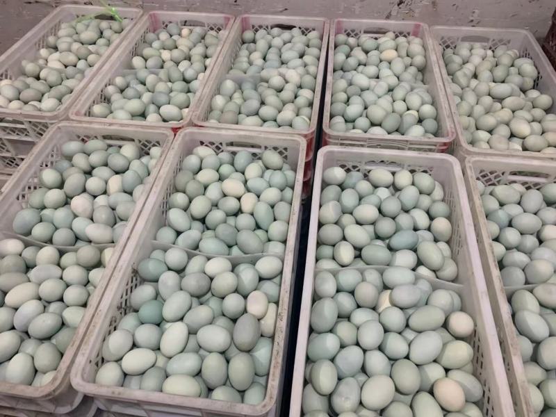 传统工艺松花蛋，厂家亏本处理，电商货，需要的可以联系我