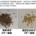 将军菊苣种子大叶菊苣种子多年生四季牧草种子猪牛羊鸡鸭鹅鱼