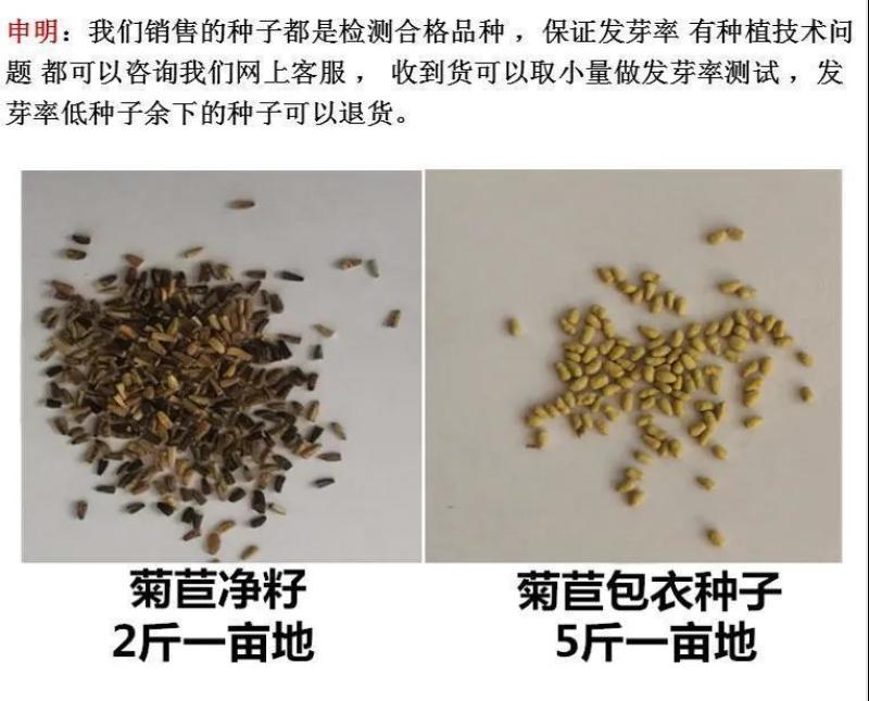 将军菊苣种子大叶菊苣种子多年生四季牧草种子猪牛羊鸡鸭鹅鱼