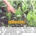 将军菊苣种子大叶菊苣种子多年生四季牧草种子猪牛羊鸡鸭鹅鱼