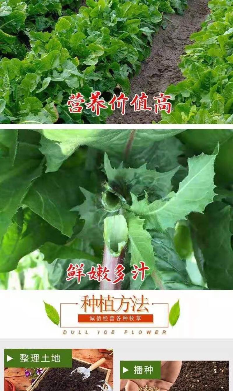 将军菊苣种子大叶菊苣种子多年生四季牧草种子猪牛羊鸡鸭鹅鱼